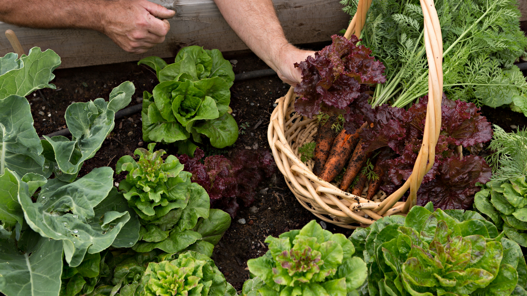 Planning for the Harvest: Why We Think Beyond the Garden