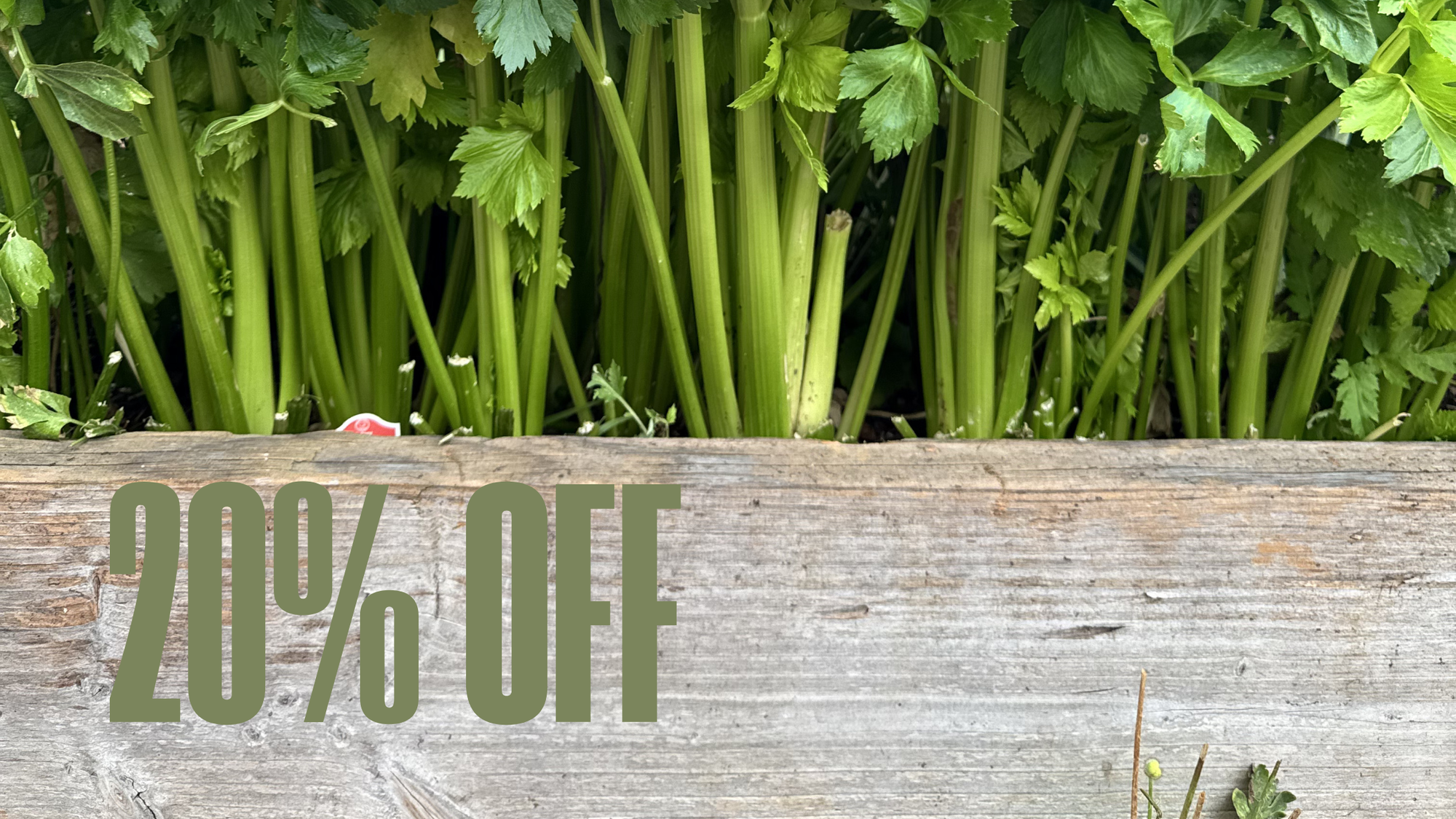 Memorial Day Weekend at Home