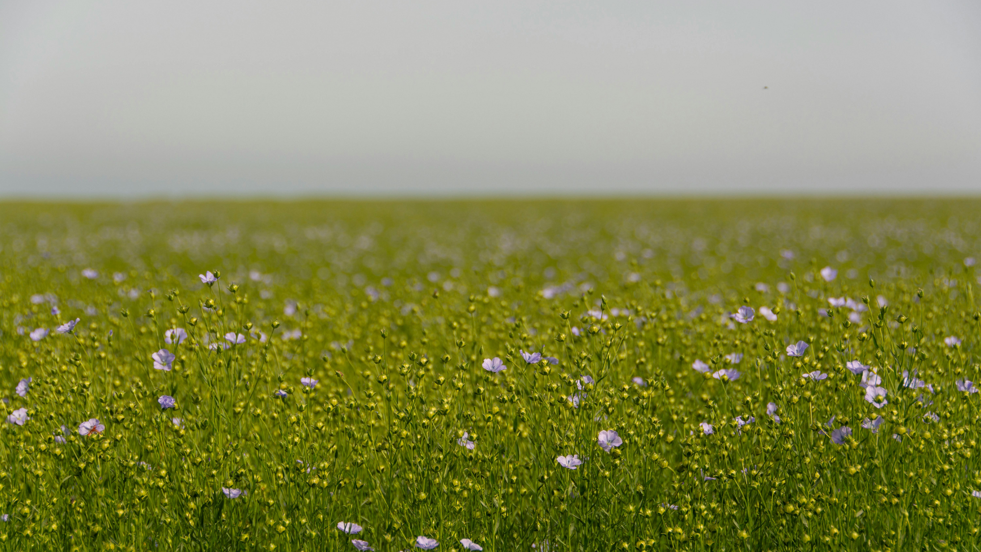 Flax Linen Through History: From Ancient Harvests to Modern Kitchens